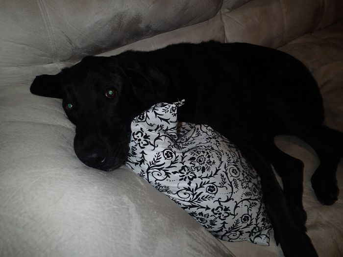 NWR: Fur baby thread!