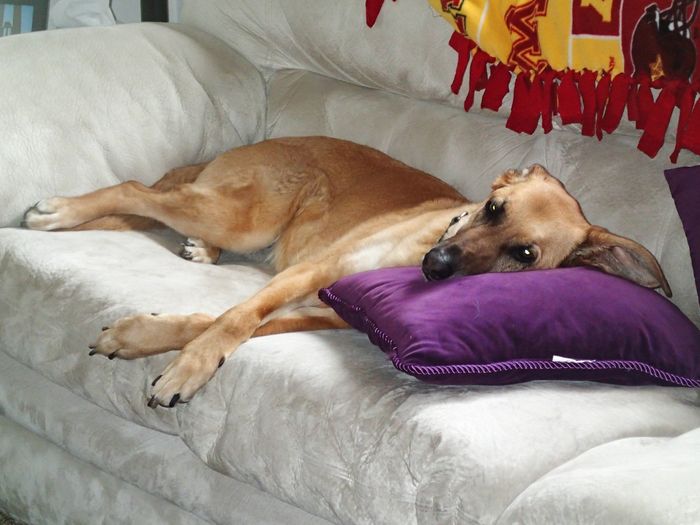 NWR: Fur baby thread!