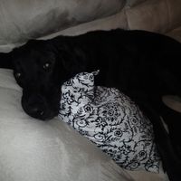 NWR: Fur baby thread!