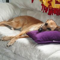 NWR: Fur baby thread!