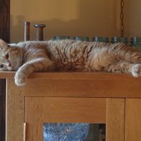 NWR: Fur baby thread!