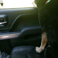 NWR: My pup thinks she's people. She's right. Show me your "people pups!"