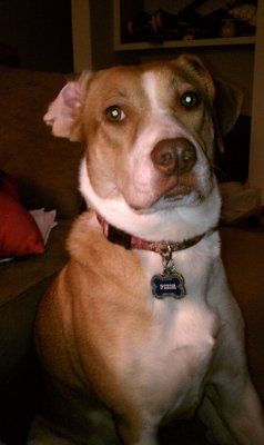 *NWR* Show me your pets/animals! *PICS*
