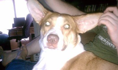 Just for fun- haven't seen the furbabies in awhile