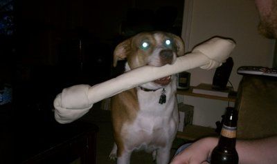 NWR: I want to see your pets!