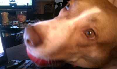 *NWR* Post pics of your furry (or not so furry) kids!