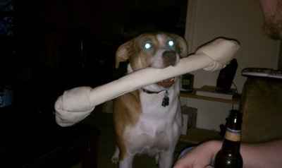 NWR: I want to see your pets!