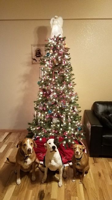 Show me your holiday photos!
