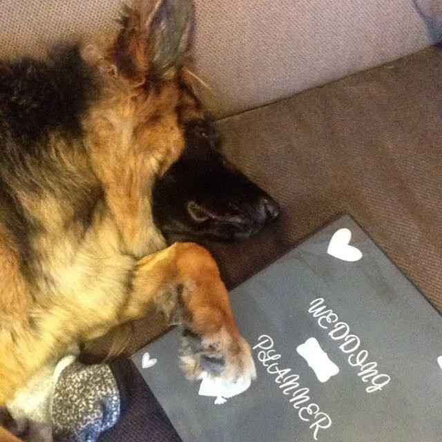 NWR: My pup thinks she's people. She's right. Show me your "people pups!"