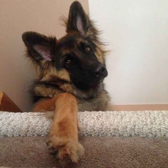 Dogs in our ceremony!