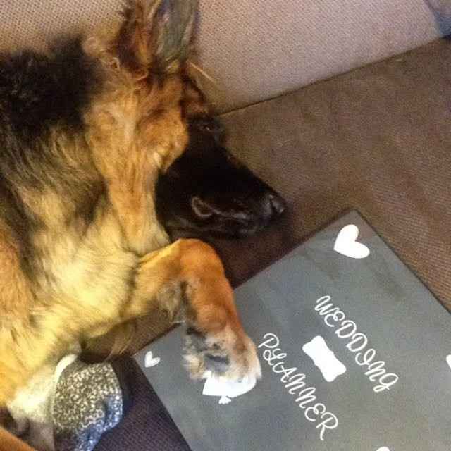 Pets "helping" you make things