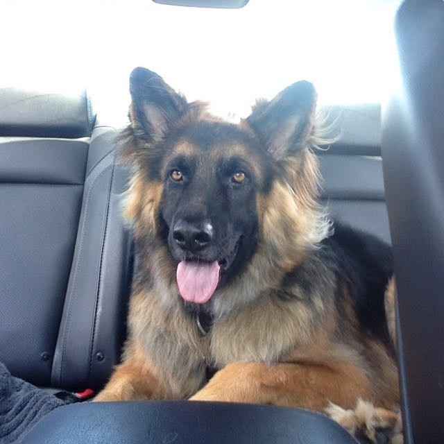 Nwr- show me your fur babies