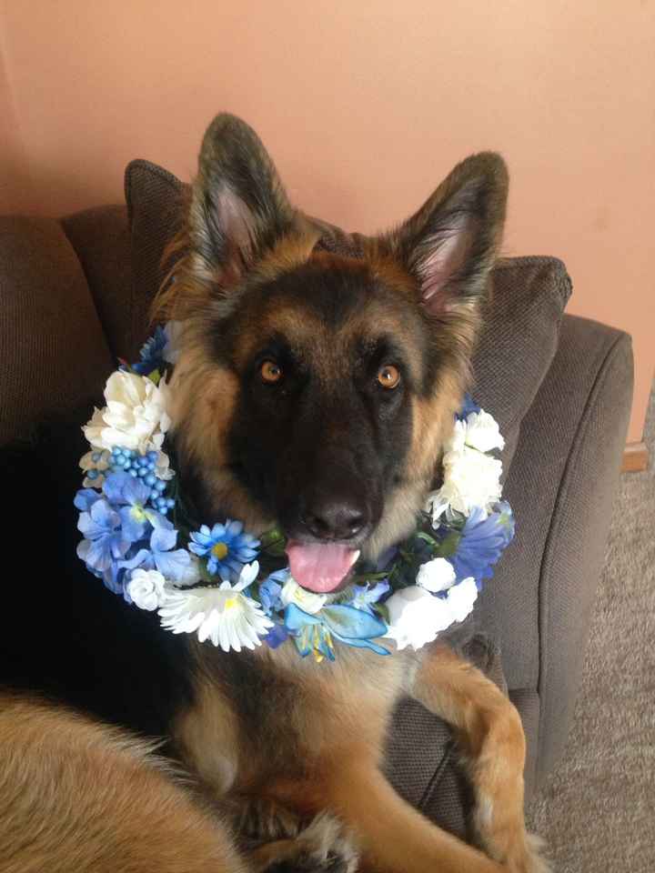DIY flowers for fur baby