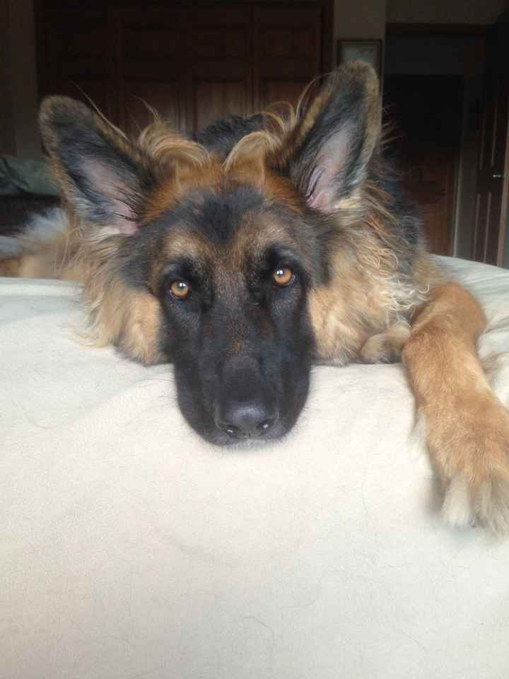 DIY flowers for fur baby