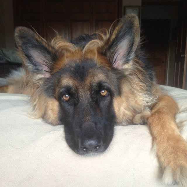 NWR: National Dog Day!