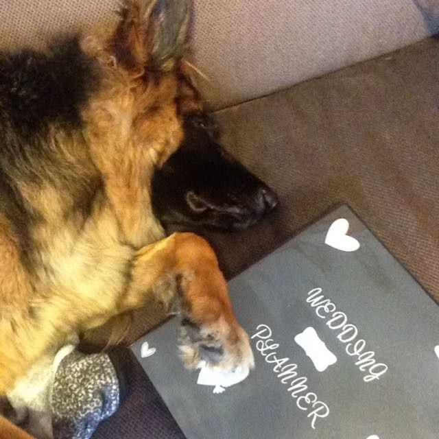 Pets "helping" you make things