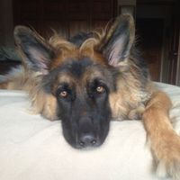 NWR: National Dog Day!