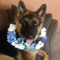 Fur babies in the wedding ceremony??