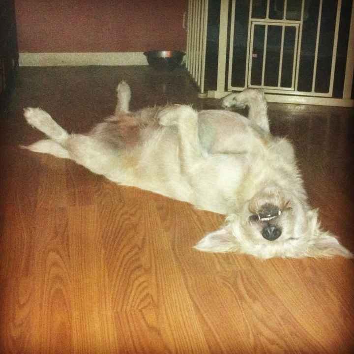 Show me your fur baby! (it has been awhile and I love seeing the pets!)