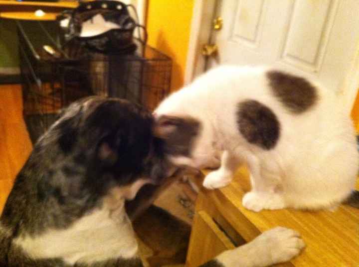 Show me your fur baby! (it has been awhile and I love seeing the pets!)