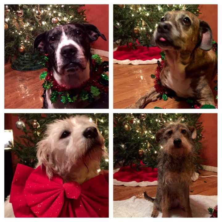 Christmas came early !!! Cuteness overload