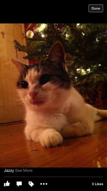 Brag Post - Pet Edition!