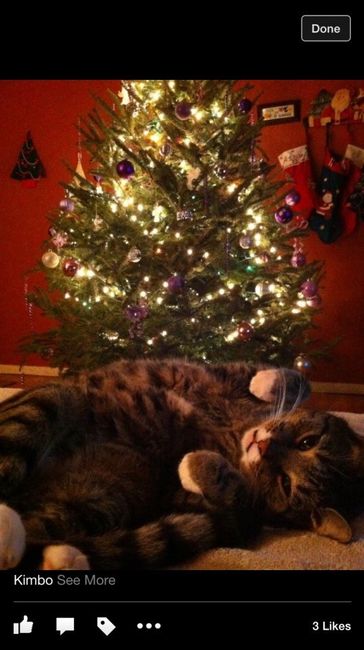 Brag Post - Pet Edition!