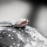 Engagement Pics!  *Pics Included*