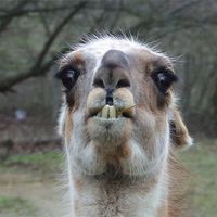 The alpaca thread is gone