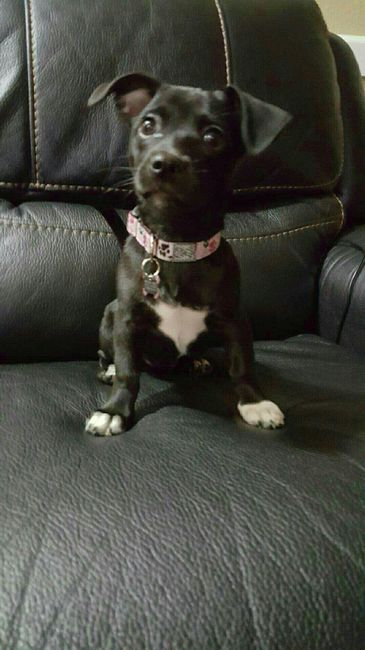 Puppies, puppies, and more puppies!!!