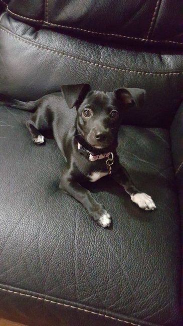 NWR: Furbaby!