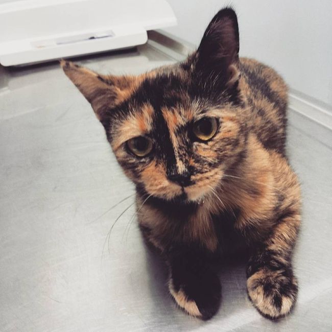 NWR: Bored? Show off your pets!