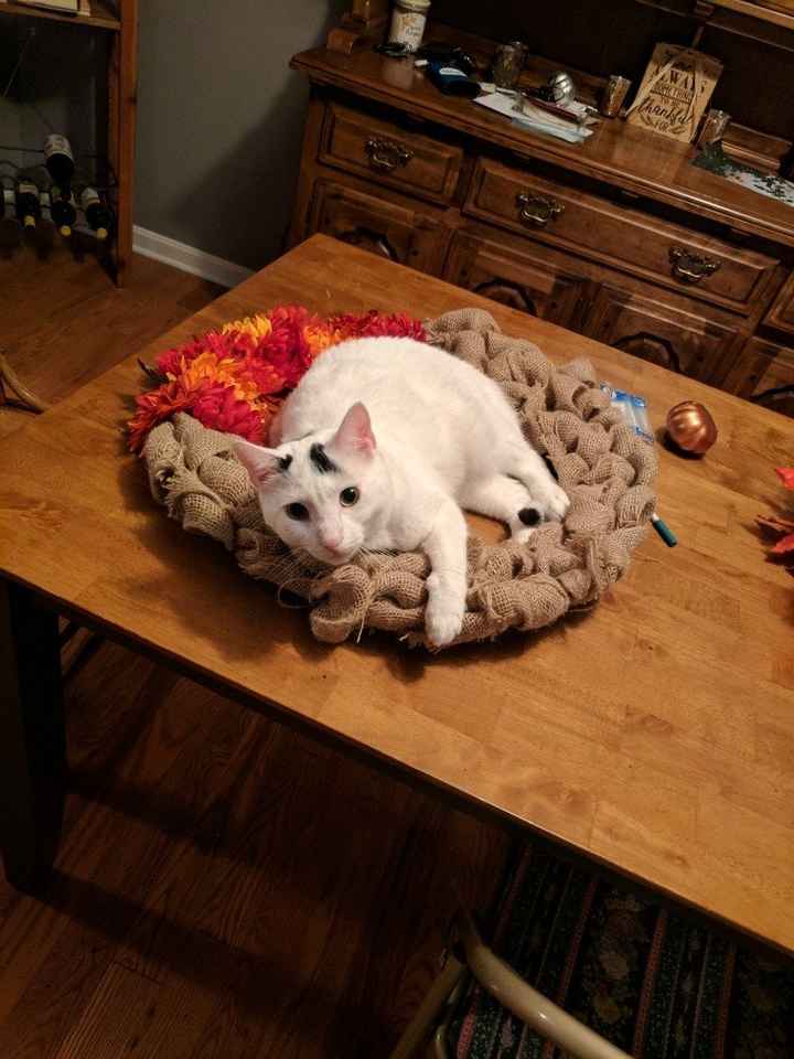 NWR: Show me your fur babies