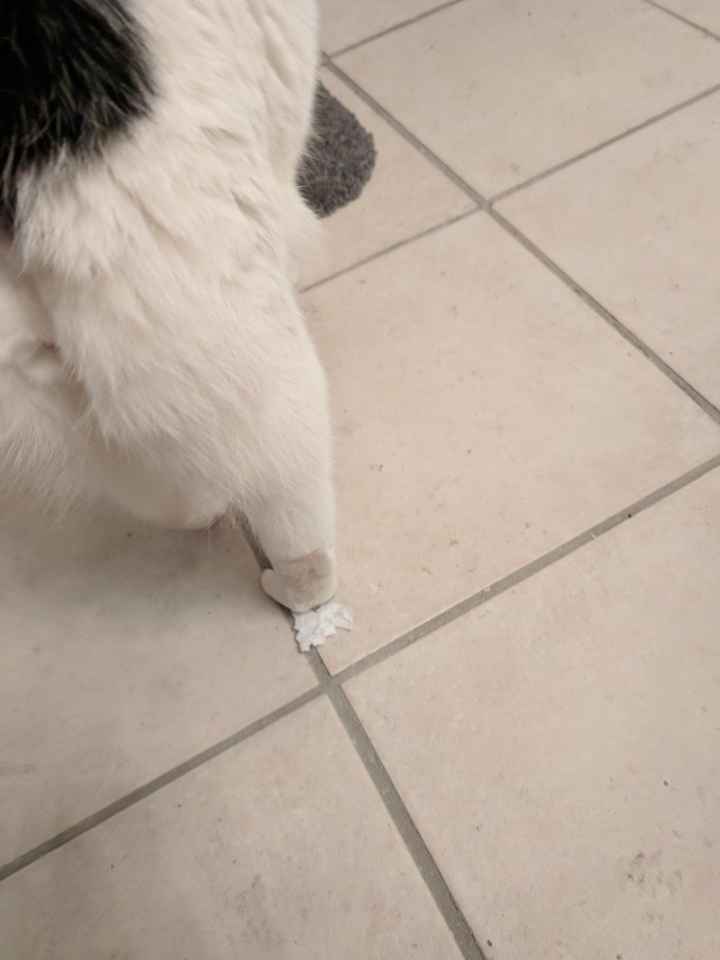 NWR: Show me your fur babies