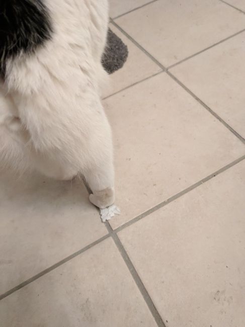 NWR: Show me your fur babies
