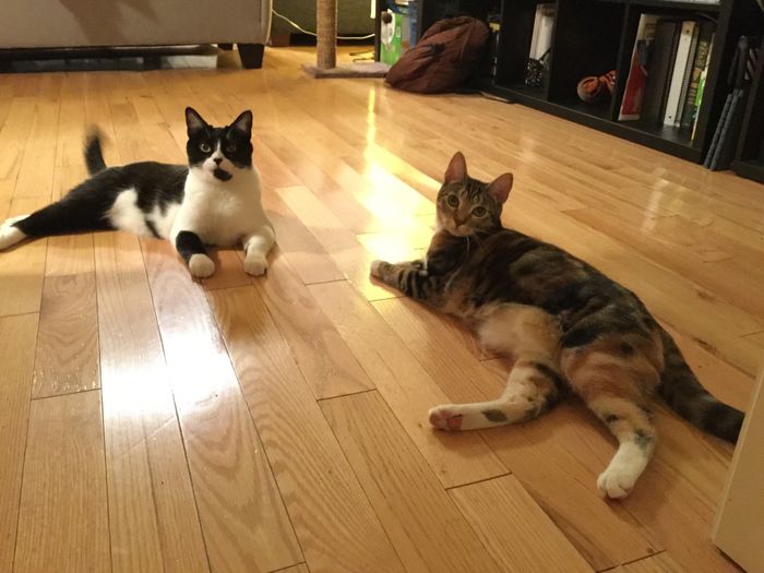 NWR - Pet pictures