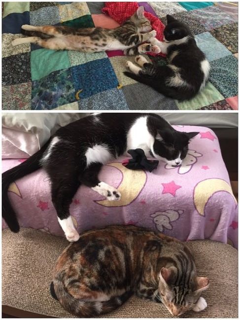 Spinoff: Show us your rescues!