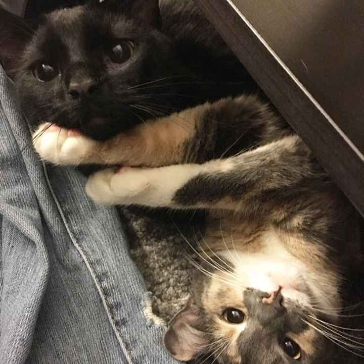 NWR: Bored? Show off your pets!