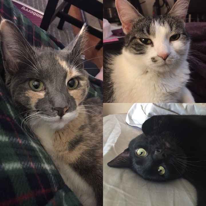 Show my your kitties!