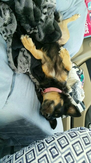 NWR: furbabies