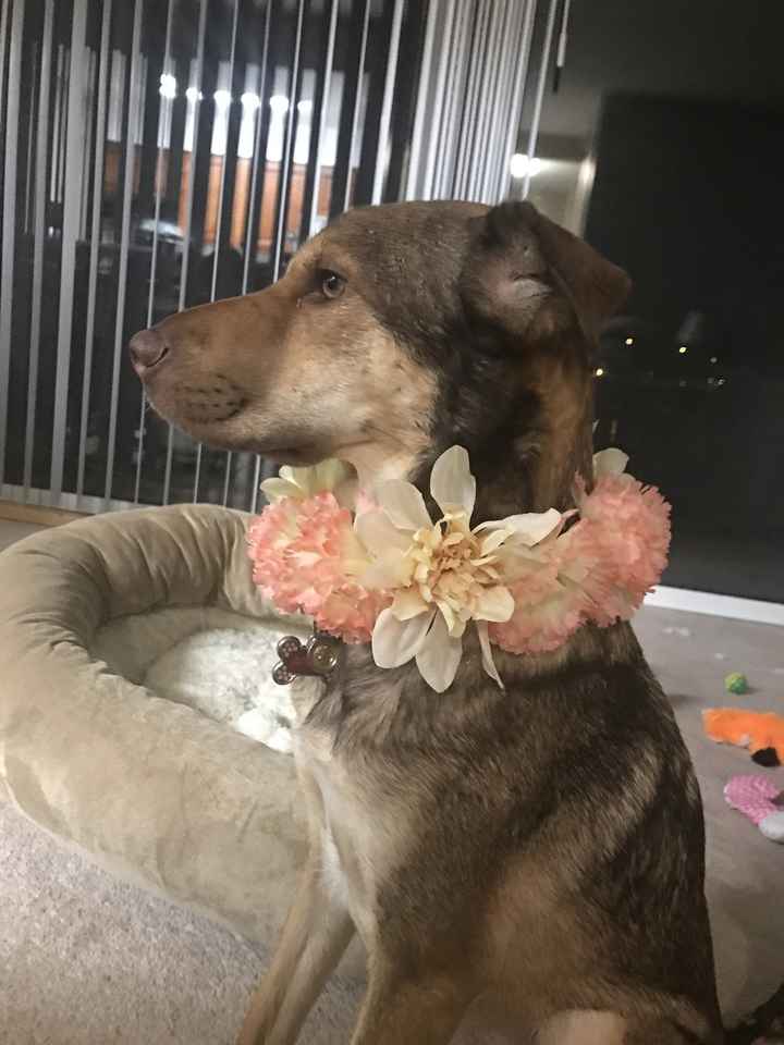 DIY dog wedding collar