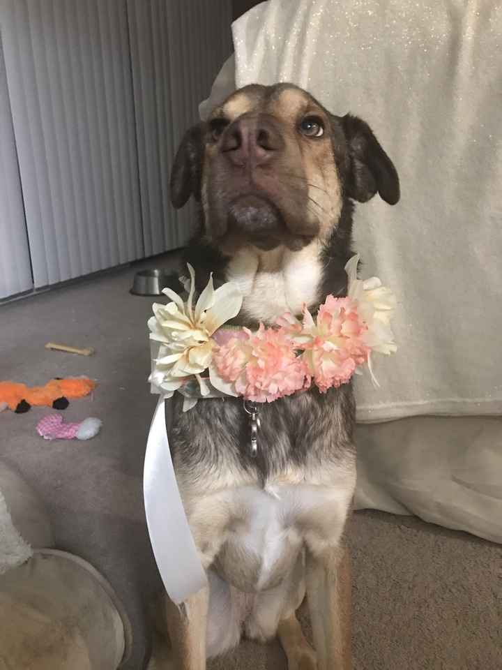 DIY dog wedding collar