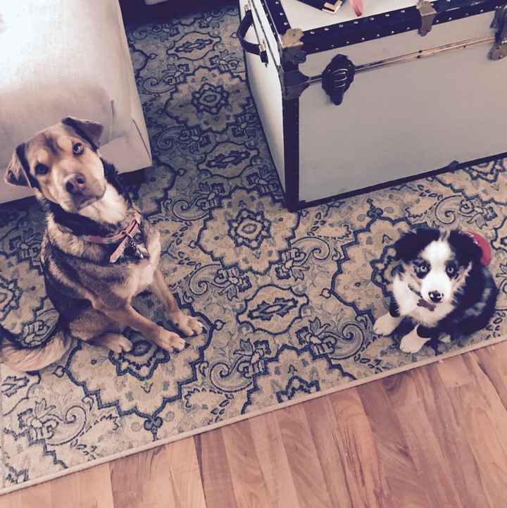 Kids after the wedding? or Pets? or Both? or None? - 1