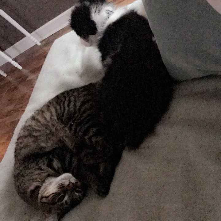 Kids after the wedding? or Pets? or Both? or None? - 2