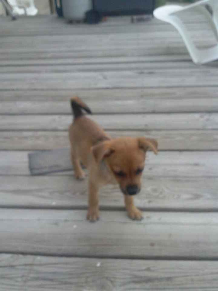 NWR- New puppy friend! Update!