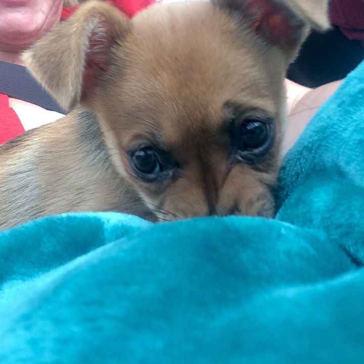 NWR- New puppy friend! Update!