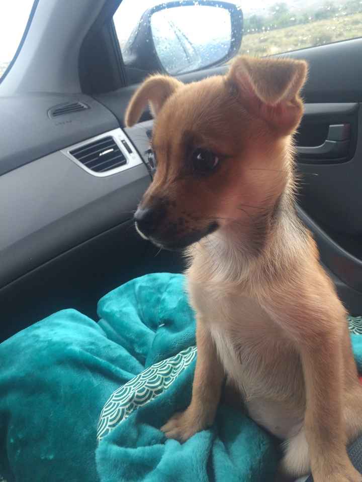 NWR- New puppy friend! Update!