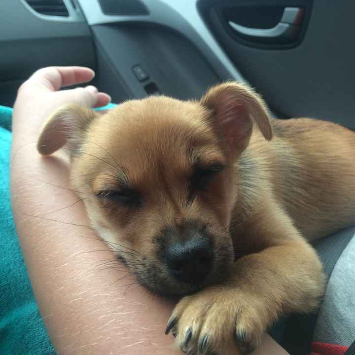 NWR- New puppy friend! Update!