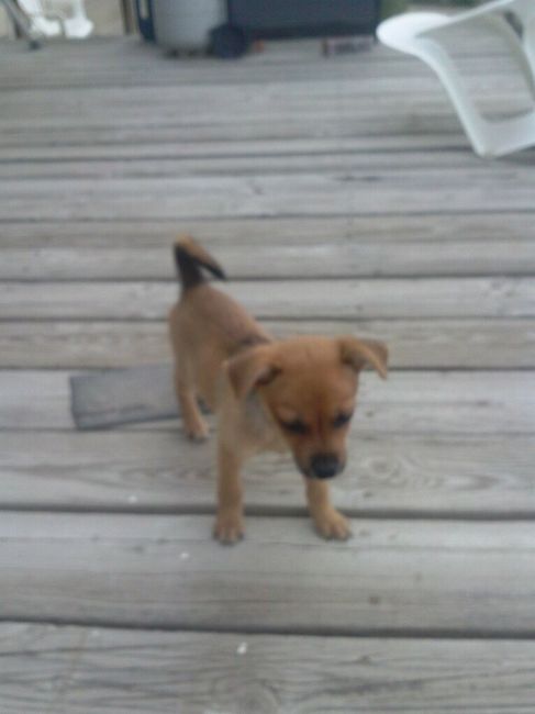NWR- New puppy friend! Update!