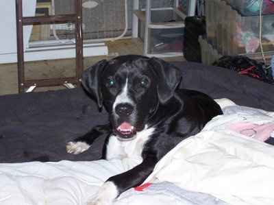 What should I do he wants the dog to be in the wedding?